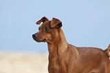 PINSCHER NAIN 002